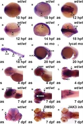 Cytokine Receptor-Like Factor 3 (CRLF3) Contributes to Early Zebrafish Hematopoiesis